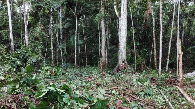Autoridades capturaron a dos personas por tala masiva en Uribe, Meta