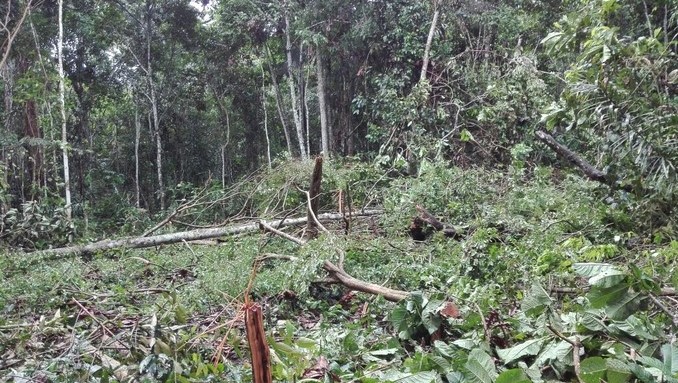 Autoridades capturaron a dos personas por tala masiva en Uribe, Meta
