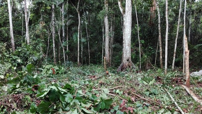 Autoridades capturaron a dos personas por tala masiva en Uribe, Meta