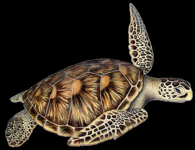 Los reptiles más amenazados de Colombia, ¡conózcalos!