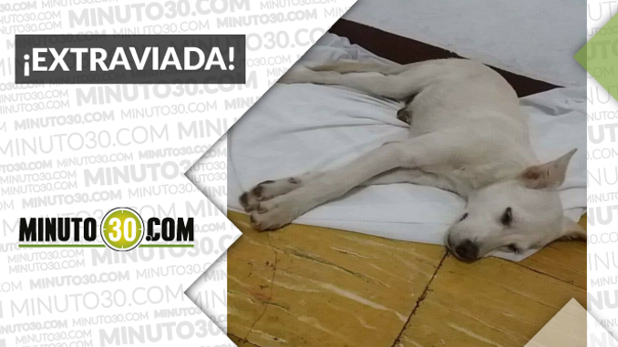 Esta perrita busca a sus dueños o un nuevo hogar, ¡comparte!