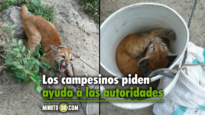 Alarma en San Carlos por presencia de felinos que se están “comiendo el ganado”