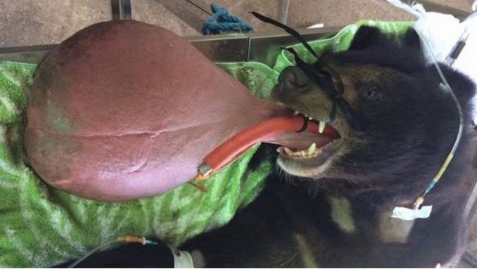 nyan-htoo_oso_lengua