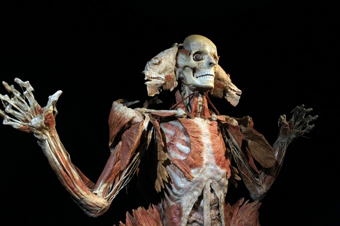 cadaveres_exposicion_doctor_muerte