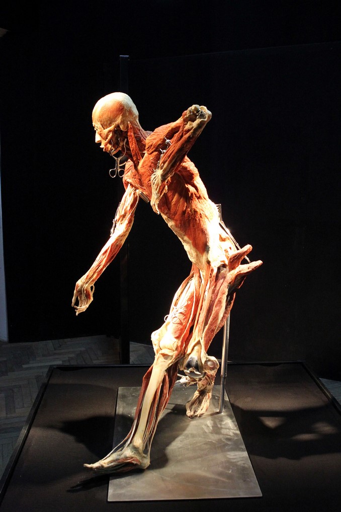cadaveres_exposicion_doctor_muerte