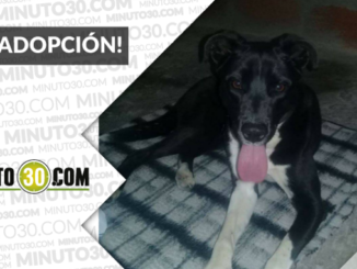 Esta perrita busca una familia que le brinde mucho amor, ¡difunde! 1 3