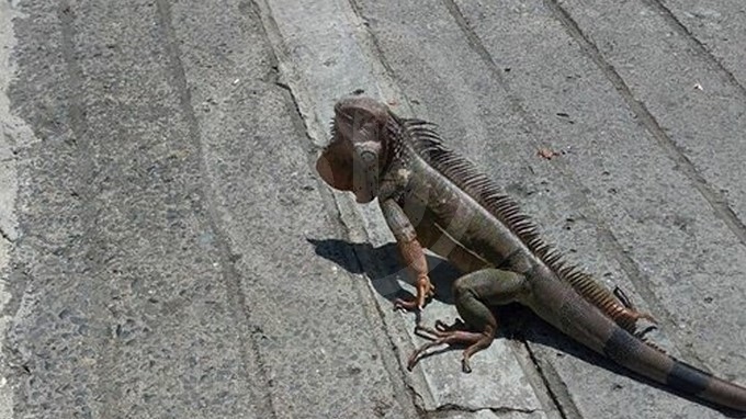 Animal-en-la-vía Iguana