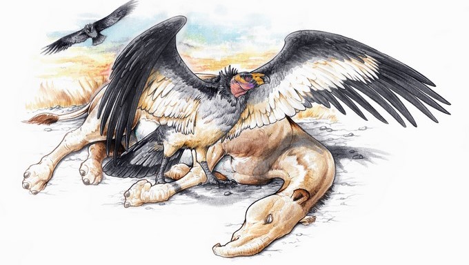 Pampagyps imperator Ilustración Gabriel Lio/ Cortesía Agencia CTyS-UNLaM