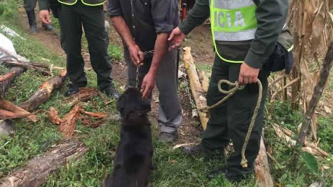 Caninos_Perros_rescatados_1