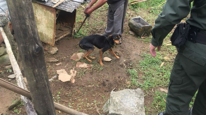 Caninos_Perros_rescatados_2