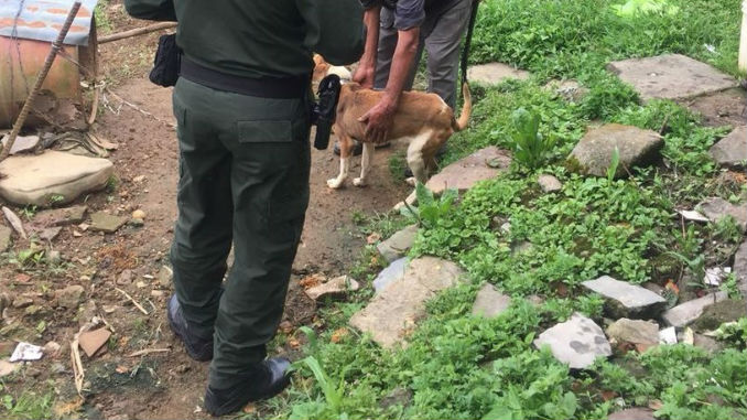 Caninos_Perros_rescatados_3