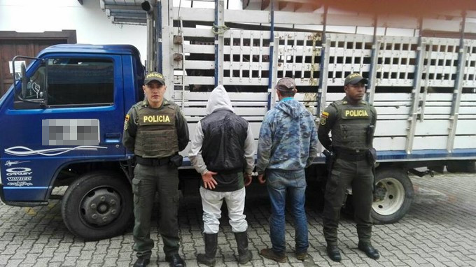 FOTOS: Autoridades capturaron dos sujetos que habrían hurtado 4 cabezas de ganado