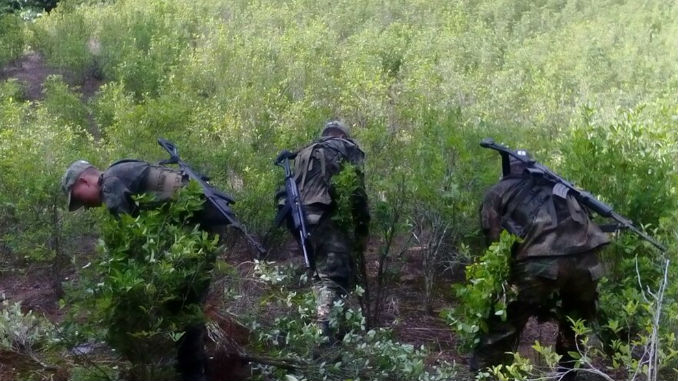 Erradicaion_Cultivos_Coca_1