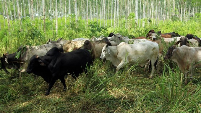 Ganadería sostenible, una vía hacia el posconflicto en la Amazonía colombiana