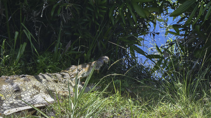 Traslado_Caiman_Coco_10