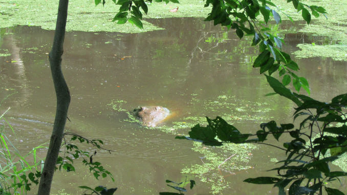 Traslado_Caiman_Coco_2