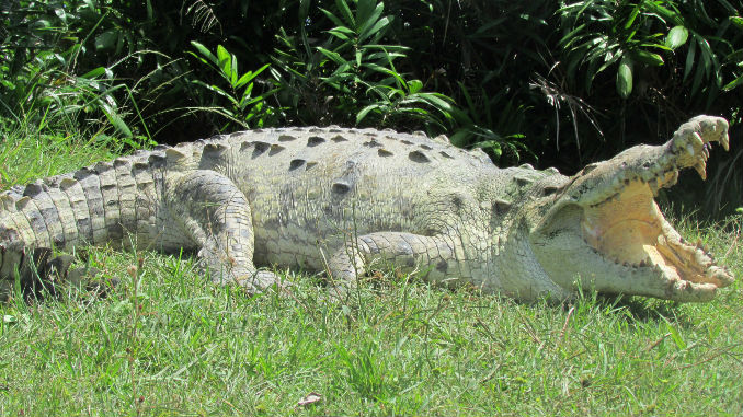 Traslado_Caiman_Coco_4