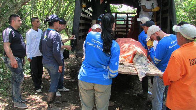 Traslado_Caiman_Coco_5