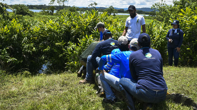 Traslado_Caiman_Coco_8