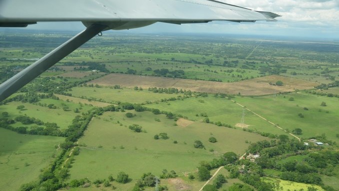 Fuerza Aérea traslado a un águila arpía herida con arma de fuego