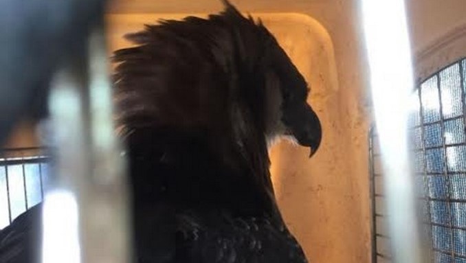 Fuerza Aérea traslado a un águila arpía herida con arma de fuego