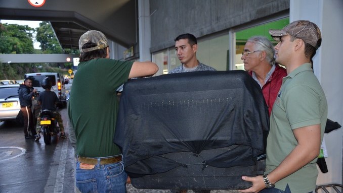 Fuerza Aérea traslado a un águila arpía herida con arma de fuego