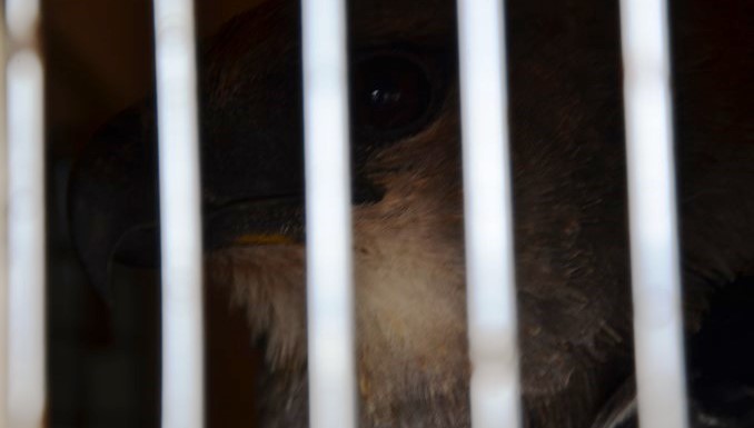 Fuerza Aérea traslado a un águila arpía herida con arma de fuego