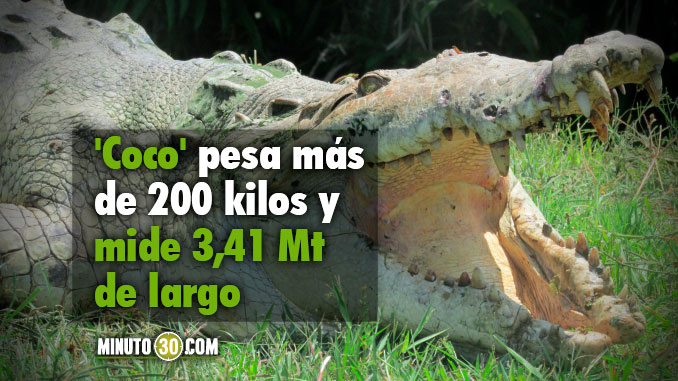 Traslado_Caiman_Coco