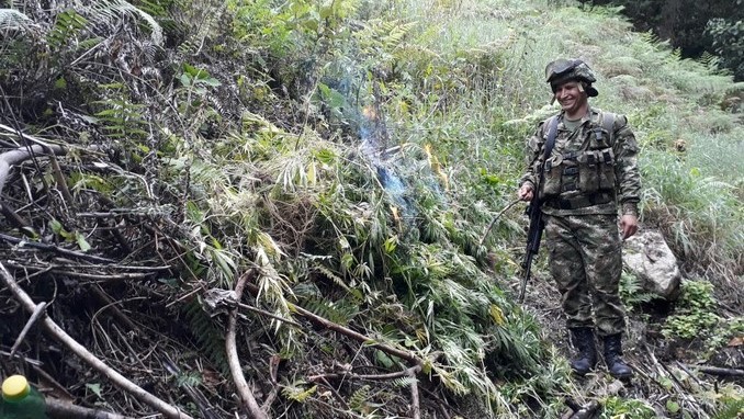 FOTOS: Ejército erradicó 700 plantas de marihuana en Chaparral, Tolima 4 Ejército erradicó 700 plantas de marihuana en Chaparral, Tolima