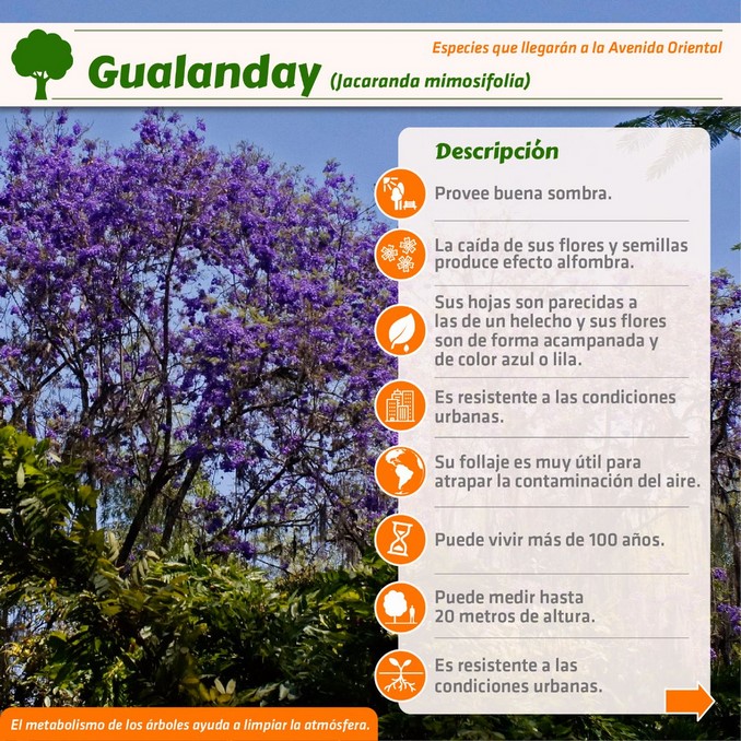 corredor verde, avenida oriental