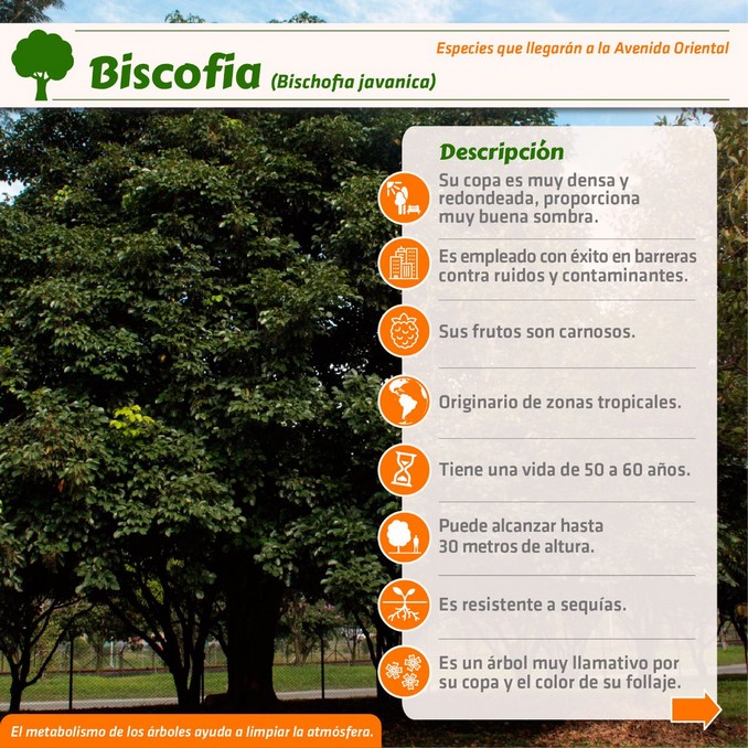 corredor verde, avenida oriental