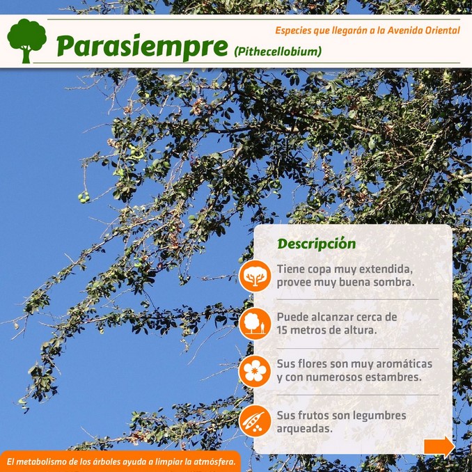 corredor verde, avenida oriental