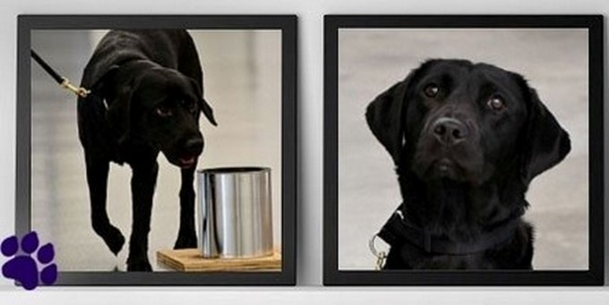 Así vive un perro tras ser despedido de la CIA