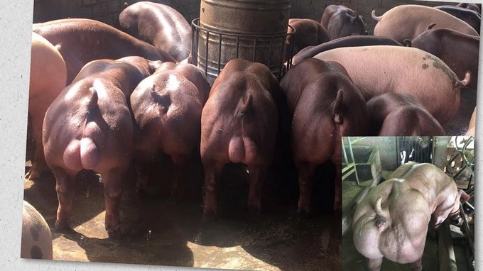 Marranos Mutantes/ Tomada de Facebook: កសិករខេត្តបន្ទាយមានជ័យ