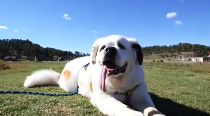 Captura tomada de http://www.digitalproserver.com/