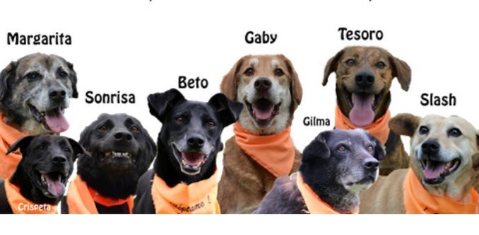 perritos_entrenamiento