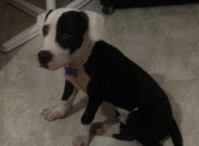 Un final feliz para 'Dogger', el perrito que había sido atropellado y abandonado en una vía de Urabá