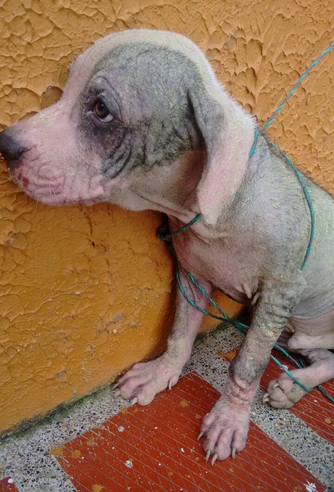 Un final feliz para 'Dogger', el perrito que había sido atropellado y abandonado en una vía de Urabá