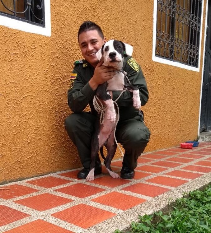 Un final feliz para 'Dogger', el perrito que había sido atropellado y abandonado en una vía de Urabá
