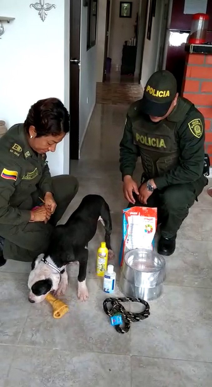 Un final feliz para 'Dogger', el perrito que había sido atropellado y abandonado en una vía de Urabá