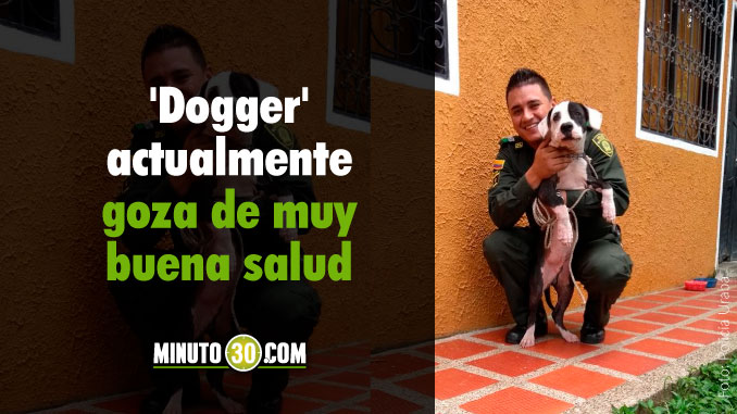 Un final feliz para 'Dogger', el perrito que había sido atropellado y abandonado en una vía de Urabá