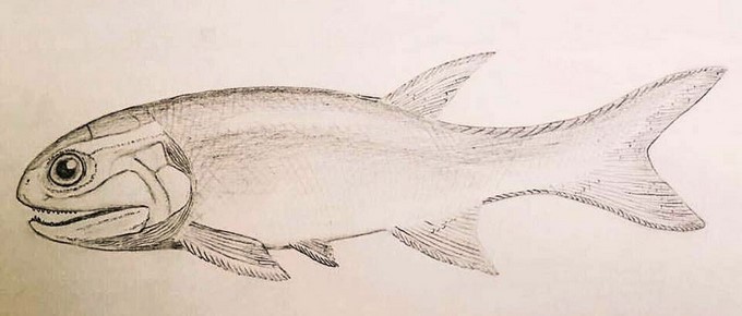 Calaichthys boceto Dr. Luciano Rasia/ Cortesía Agencia CTyS-UNLaM