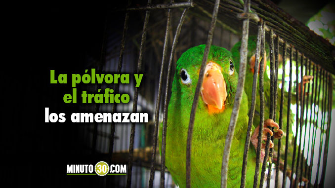 VIDEO: Diciembre, una época peligrosa para la fauna silvestre