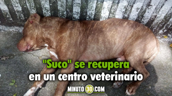 perrito_suco_andalucia_bello_agredido_policia