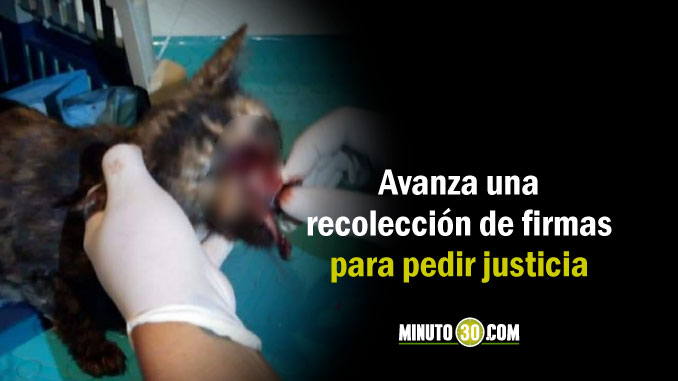 gata_milagros_destrozo_rostro