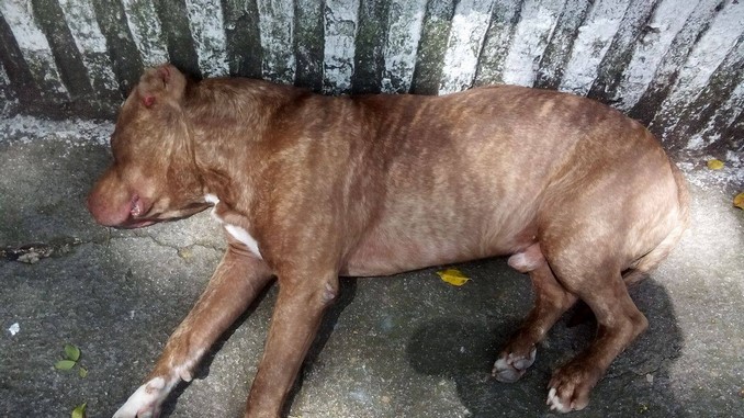 perrito_suco_andalucia_bello_agredido_policia