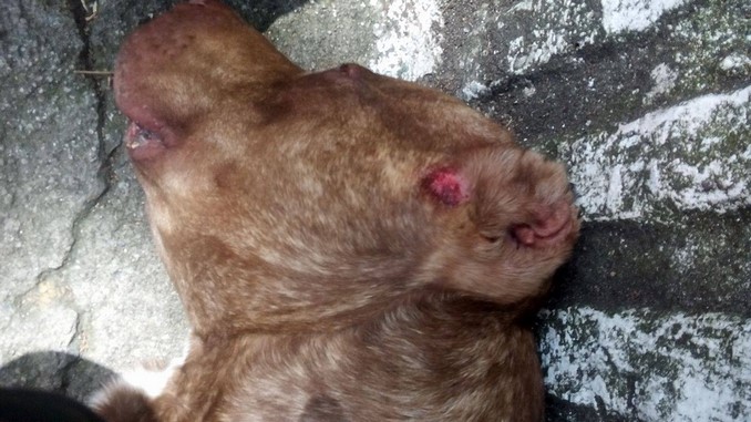 perrito_suco_andalucia_bello_agredido_policia