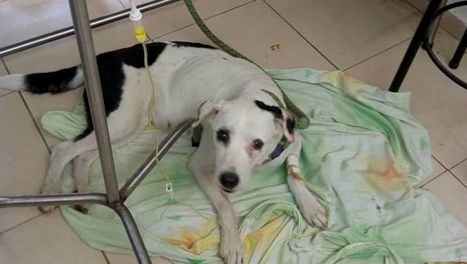 perrita_abandonada_aeropuerto