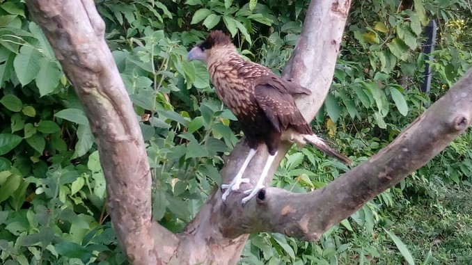 especies_cormacarena