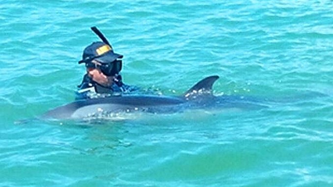 Así fue el rescate de 'Ana María', la delfín que se encontraba desorientada en las playas de Cartagena